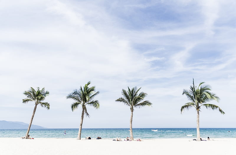 Green Coconut Trees Under Blue And White Cloudy Sky HD Wallpaper Peakpx