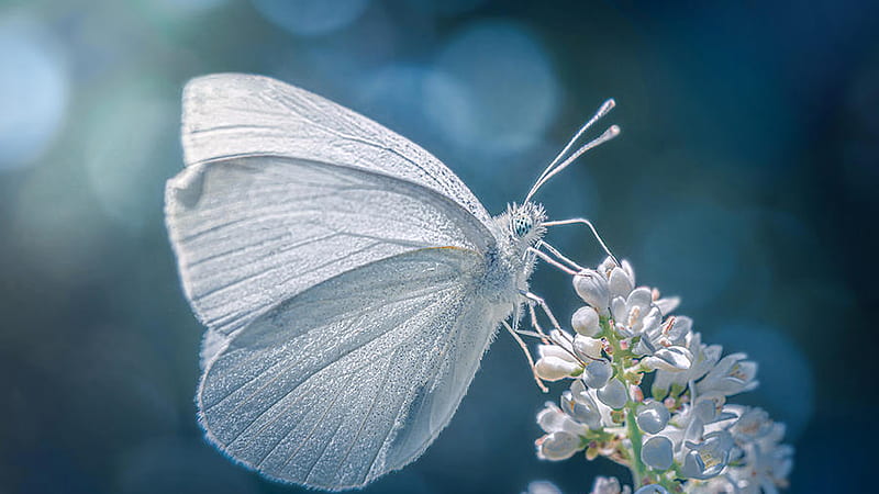White Butterfly On White Flowers In Blur Bokeh Background Butterfly HD
