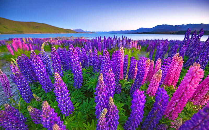 Lake Tekapo Pretty Colorful Shore Grass Bonito Flowers Lovely