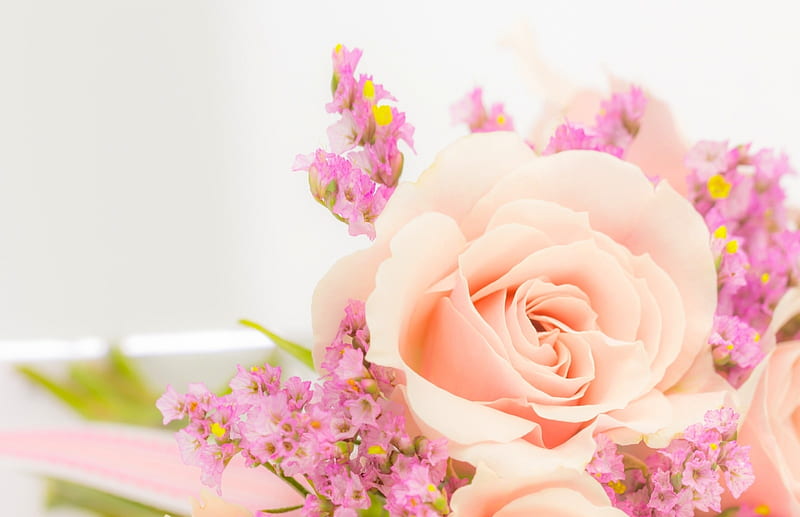 Tenderness Flowers Pink Nature Roses HD Wallpaper Peakpx