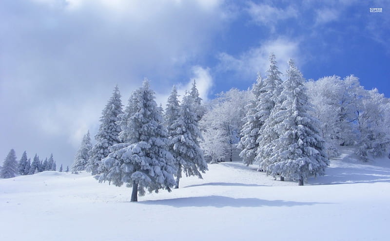 Snow Covered Pine Trees Snow Landscapes Pine Trees Nature Forests