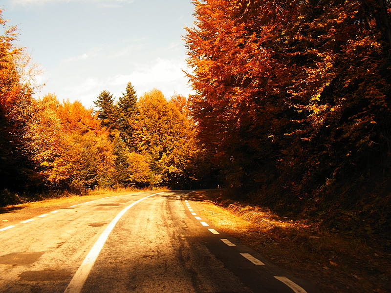 Autum In The Forest Autum Forest Red Nature HD Wallpaper Peakpx