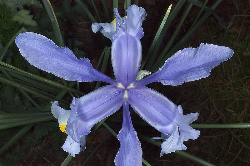 Blue Iris Flower Beauty Nature Blue Iris HD Wallpaper Peakpx