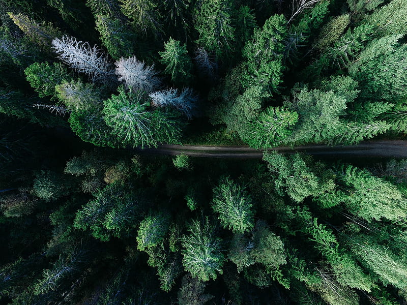 Beautiful Forest Road Forest Nature Road Trees Landscape Hd