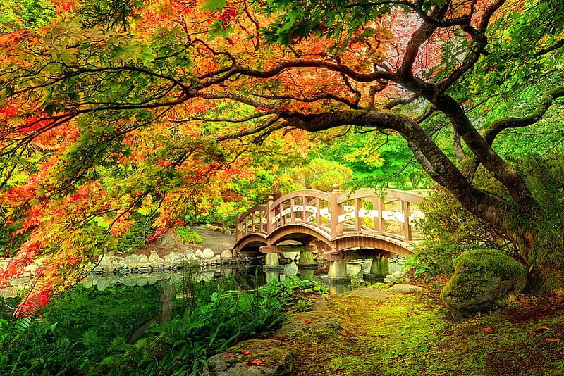 Autumn Bridge Fall Colorful Autumn Falling Woods Bonito Foliage