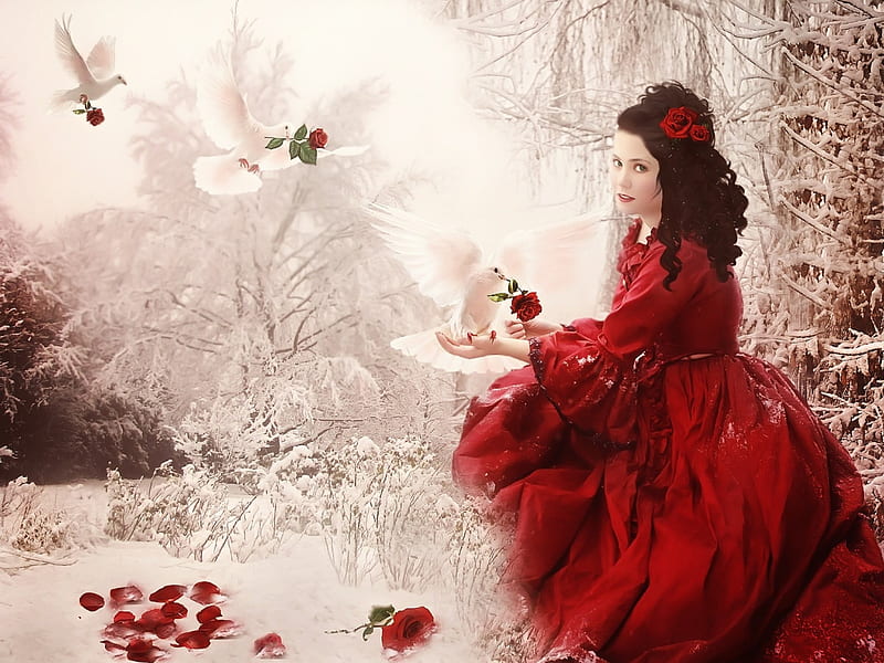 Winter Roses Red Doves Girl Snow Roses White Winter Hd