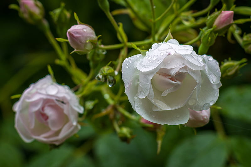 White Flower With Green Leaves Hd Wallpaper Peakpx