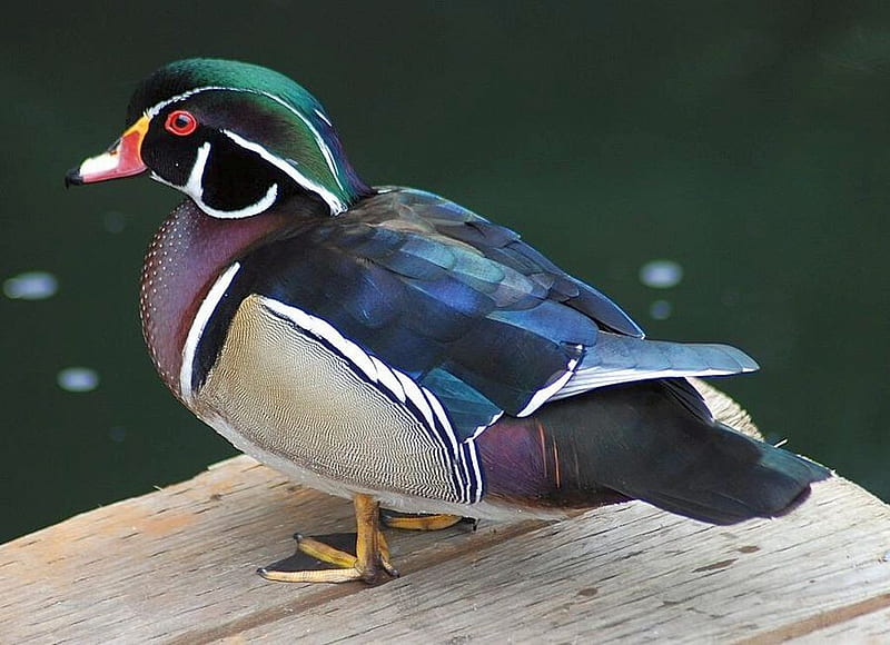 Beautiful Duck Colors Bonito Duck HD Wallpaper Peakpx