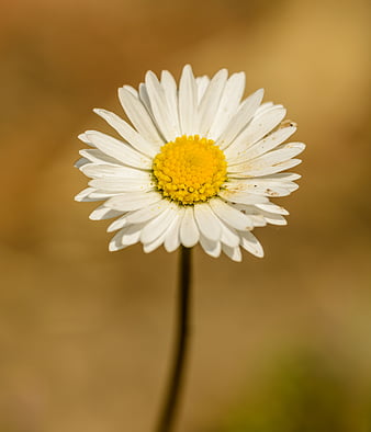 Closed Up Of Daisy Flower Hd Wallpaper Peakpx