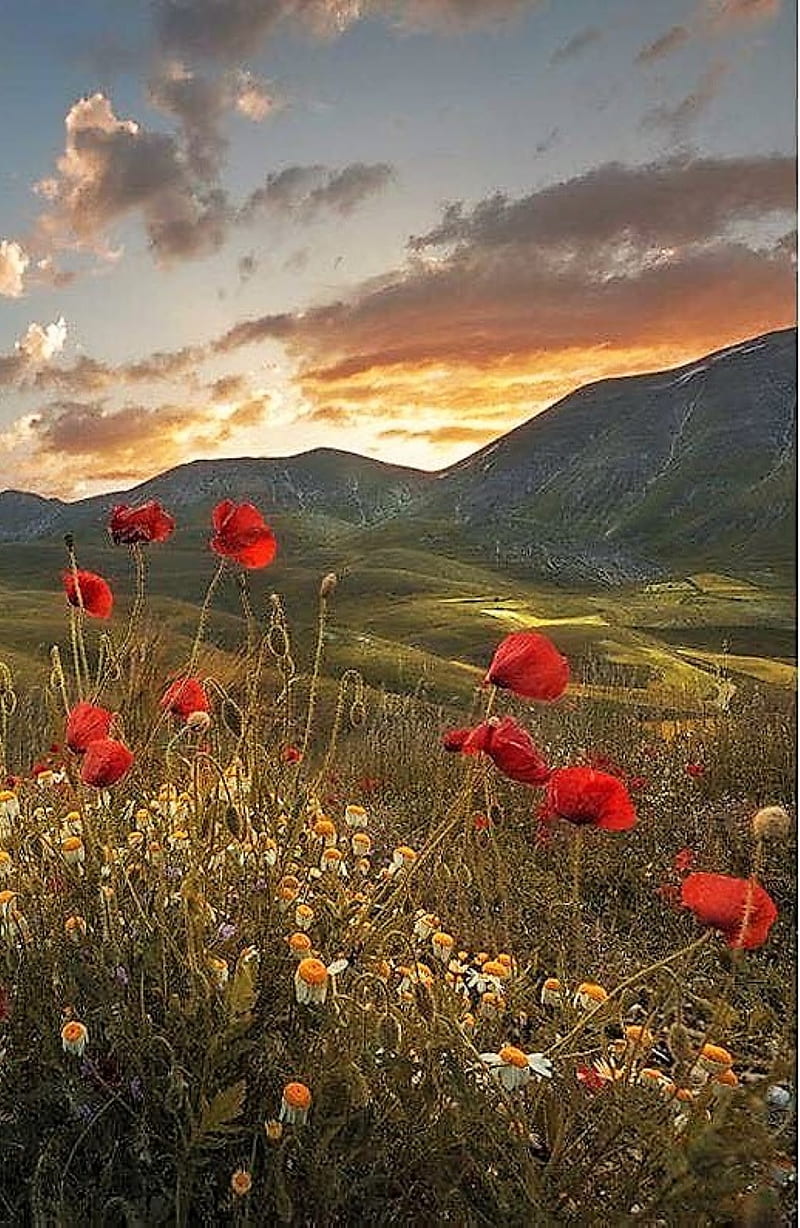 Scenery Poppy HD Phone Wallpaper Peakpx