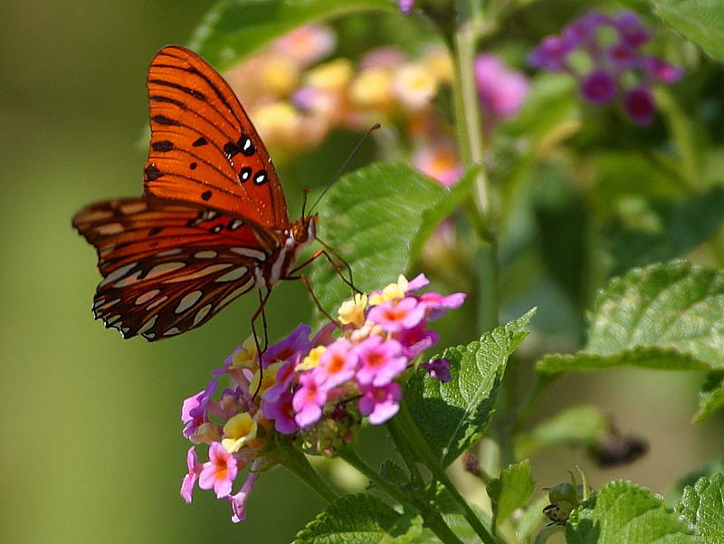 Butterfly Bugs Nature Hd Wallpaper Peakpx