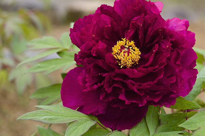 PEONY NATURE FLOWER PEONY FLOWERS HD Wallpaper Peakpx