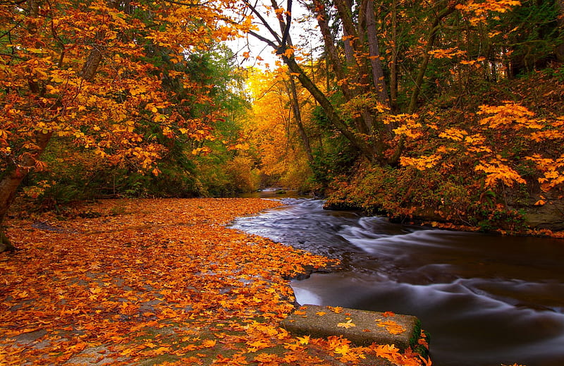 Autumn Forest Forest Stream Fall Autumn Bonito Creek Foliage