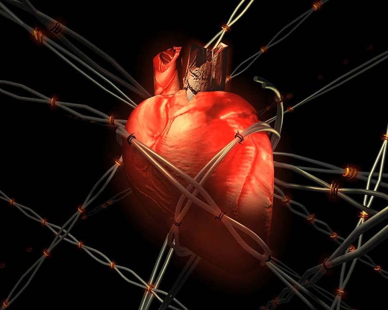 Heart Artistic Anatomy Hd Wallpaper Peakpx