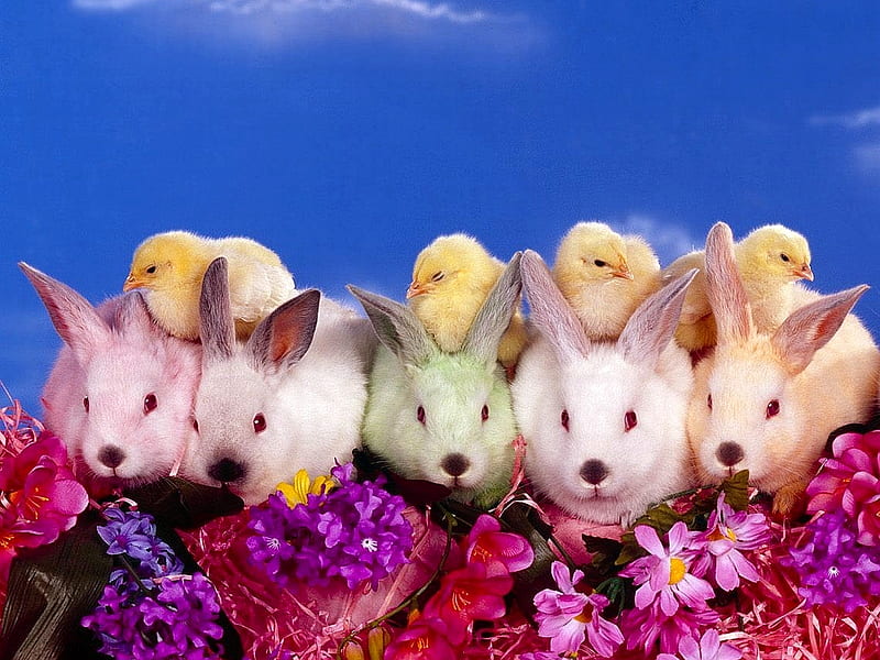 Rabbits W Chicks Cute Rabbits Chicks HD Wallpaper Peakpx