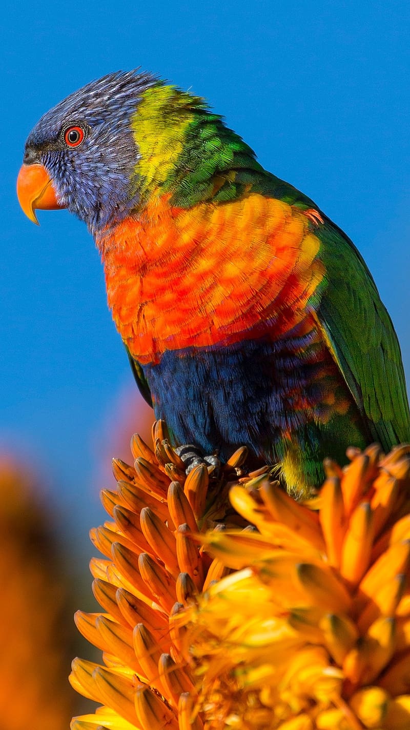 Best Colourful Bird Colourful HD Phone Wallpaper Peakpx