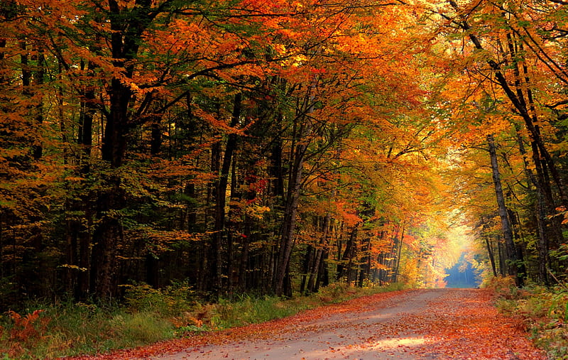 Autumn Forest Colorful Fall Colors Park Trees Leaves Autumn