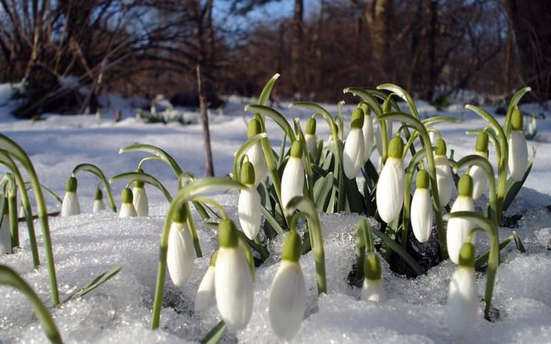 Snowdrop Flowers Snowdrops Flowers Winter Nature Snow HD