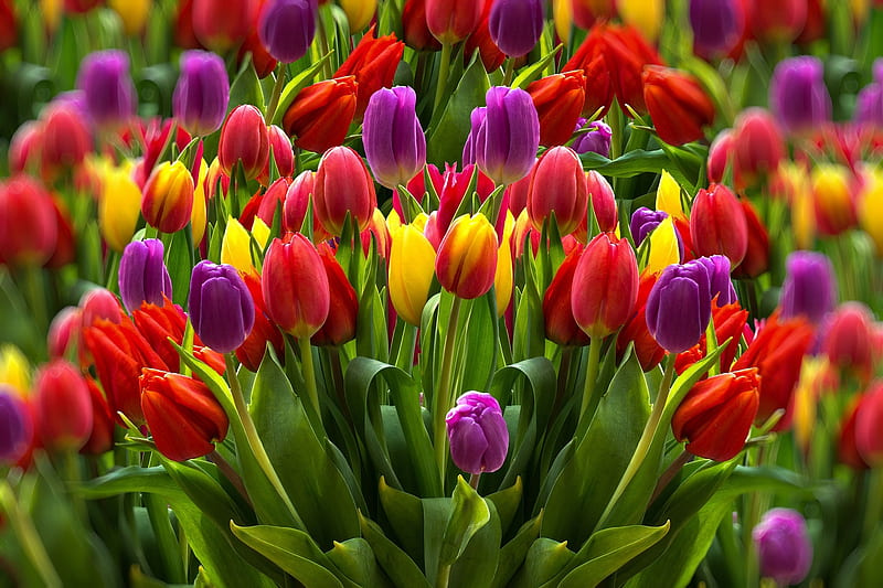 Tulips Farm Colors Flower Tulip Hd Wallpaper Peakpx