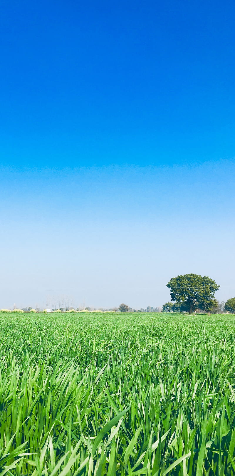 4K Descarga gratis Paisaje césped árboles naturaleza granja