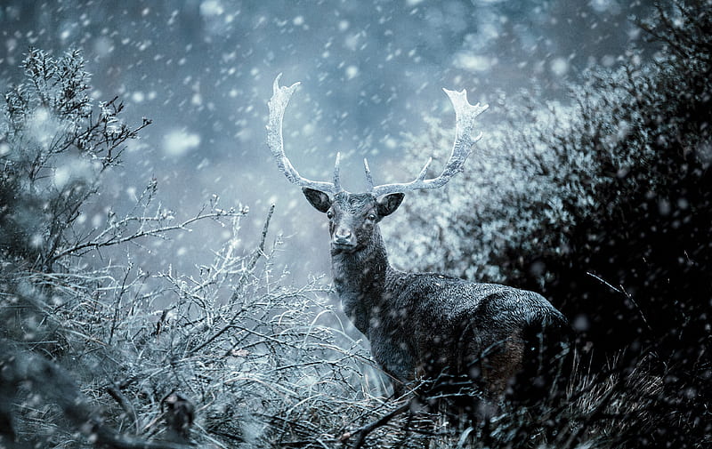 Ciervo M Stico Navidad Salto Invierno Fondo De Pantalla Hd Peakpx