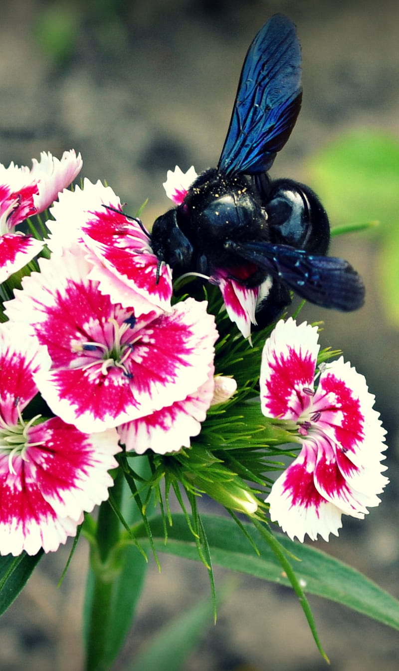 Flower Bug Nature Hd Phone Wallpaper Peakpx