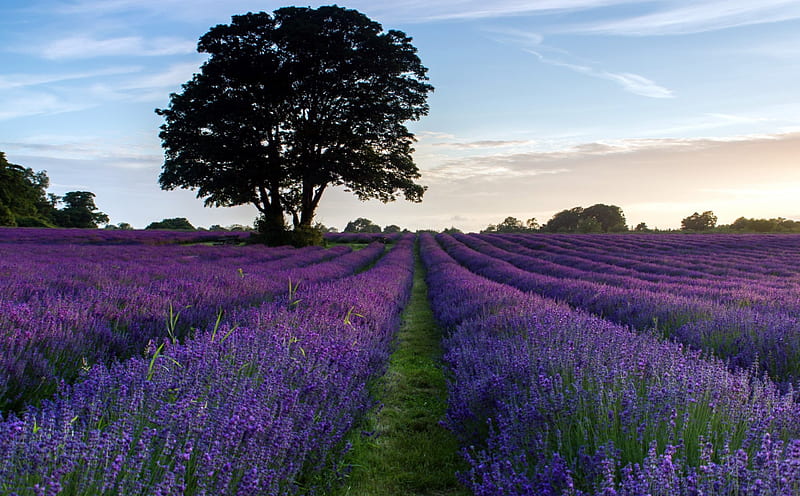 Lavender Lavenders Sky Tree Nature Fields Flowers Field Flower