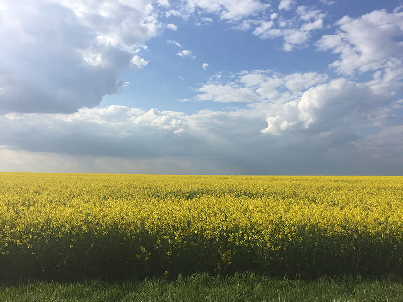 Fields Farm Meadow Hd Wallpaper Peakpx