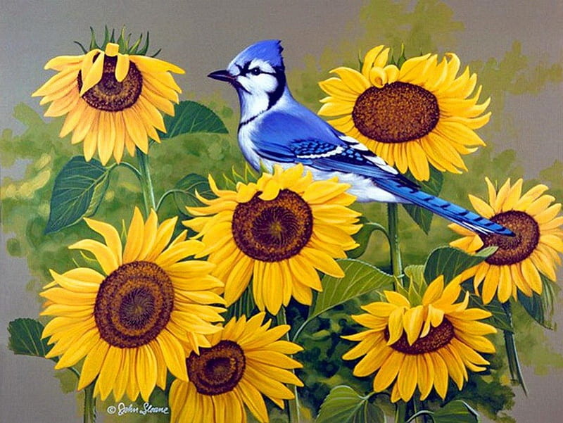 Bird On Sunflowers Pretty Colorful Lovely Sunflower Nice Bird