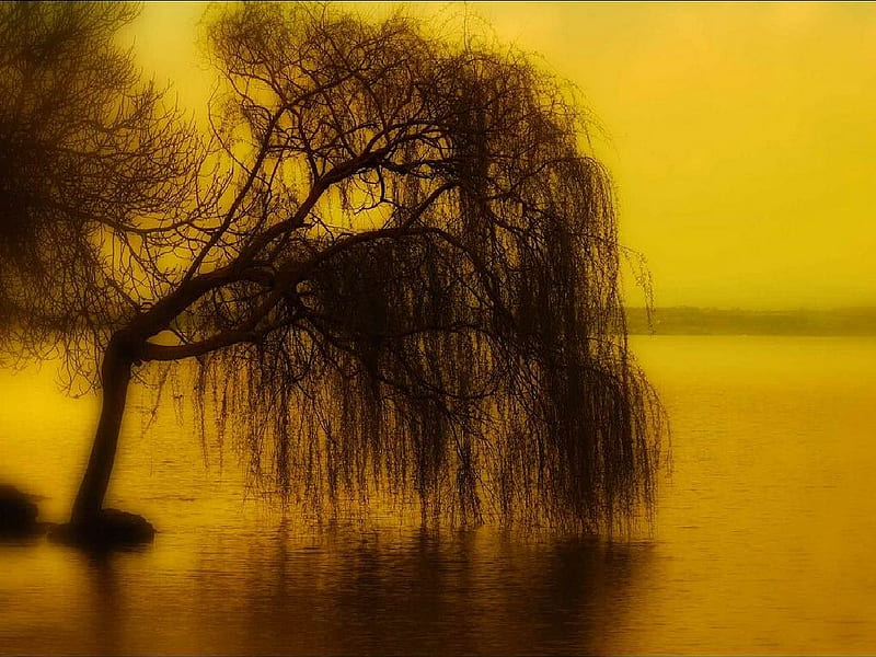 Il Salice Piangente Yellow Tree Lake HD Wallpaper Peakpx