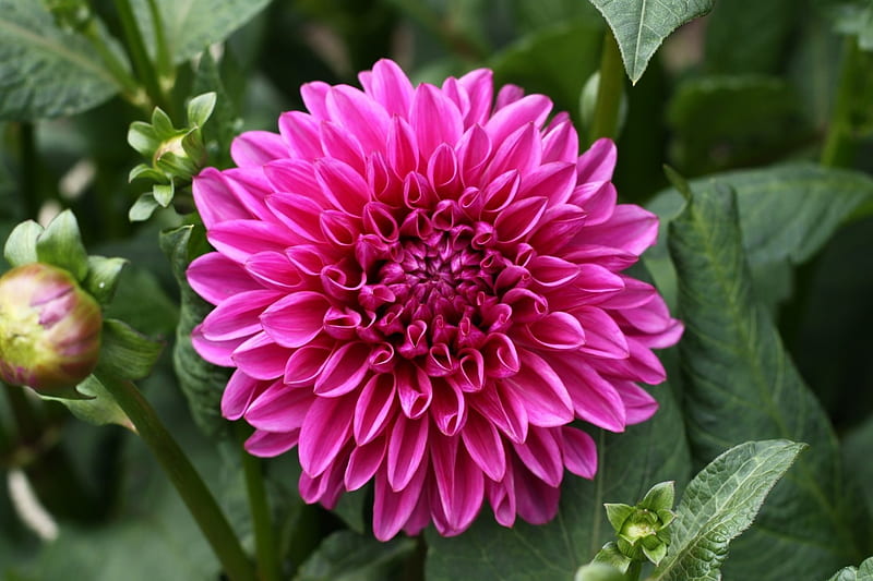 Dalia Rosada Flor Naturaleza Rosa Dalia Fondo De Pantalla HD Peakpx