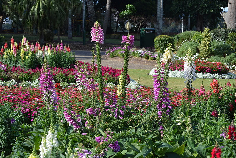 Botanical Gardens Brisbane Australia Australia Flowers Graphy