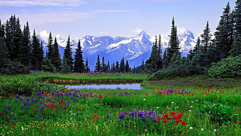 Heavenly Meadows Mountain Lake Flowers Trees Meadow Hd Wallpaper