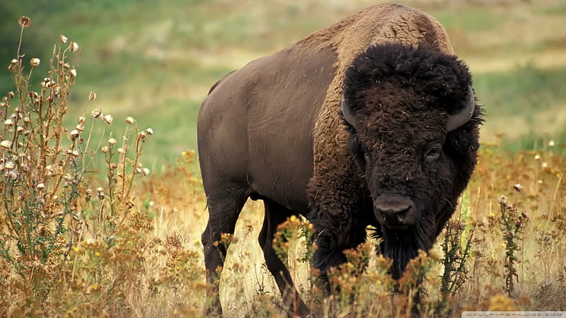 Bison Grass Wild Horns HD Wallpaper Peakpx