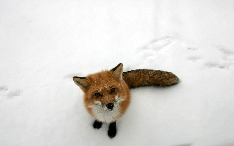Waiting for Scraps, nose, cold, eyes ears, cute, brush tail, paws, snow, white, red fox, HD wallpaper