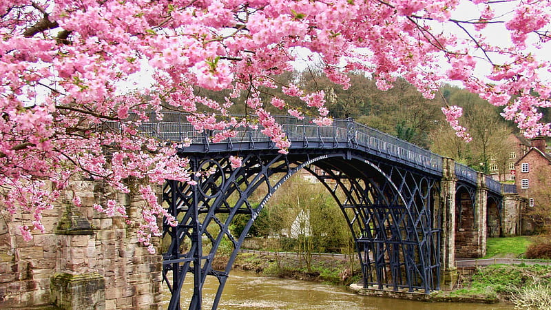 Pink Blossom Flowers And Bridge Above River Nature, HD wallpaper