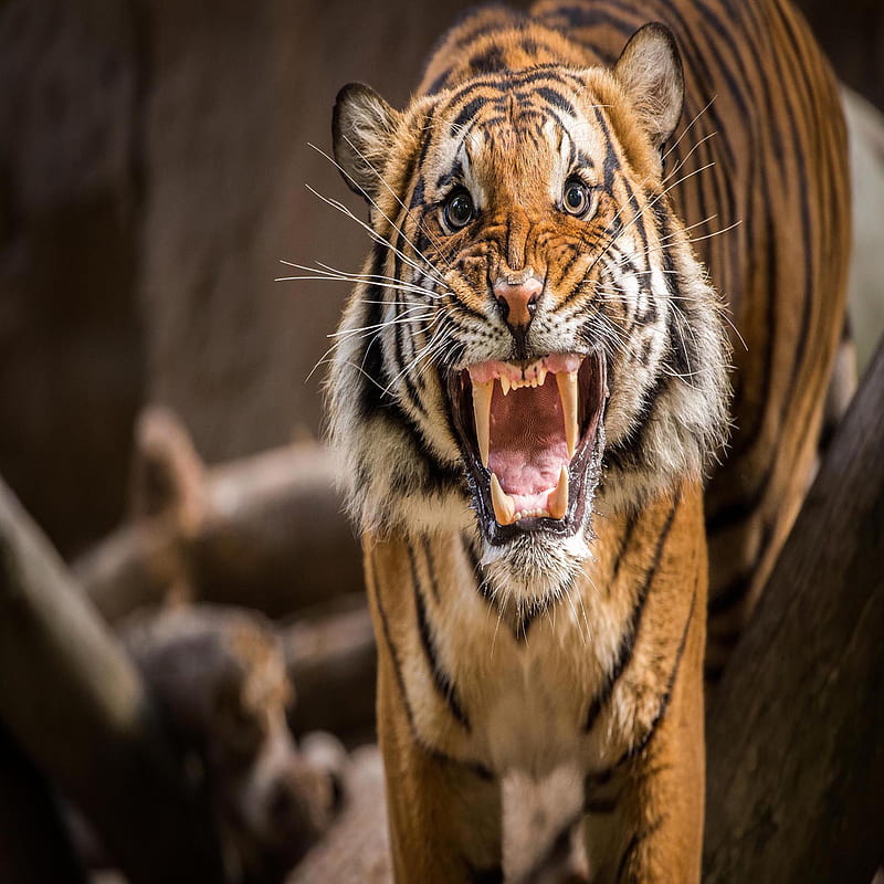 tiger roar, bonito, cute, look, nice, HD phone wallpaper
