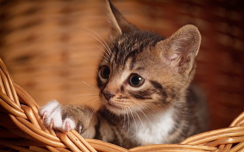 small gray kitten, cute animals, domestic cats, basket, small cat, kittens, HD wallpaper