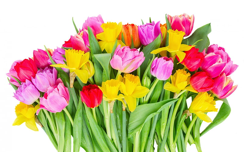 colorful tulips, field flowers, tulips, red tulips, big bouquet, HD wallpaper