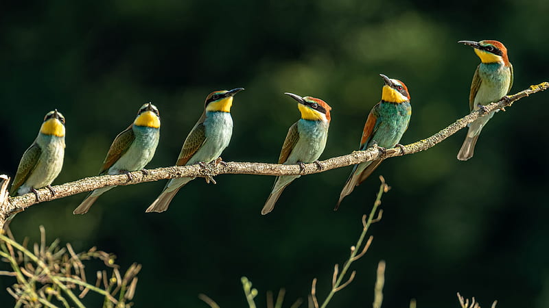 Bee-eaters, pasari, nature, bird, bee eater, HD wallpaper