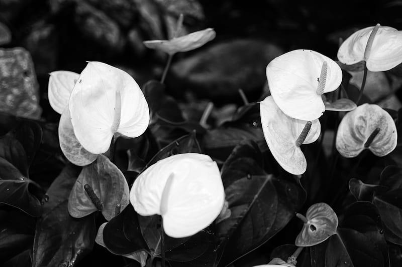 1920x1080px, 1080P free download | Black and white Lilies, modern ...