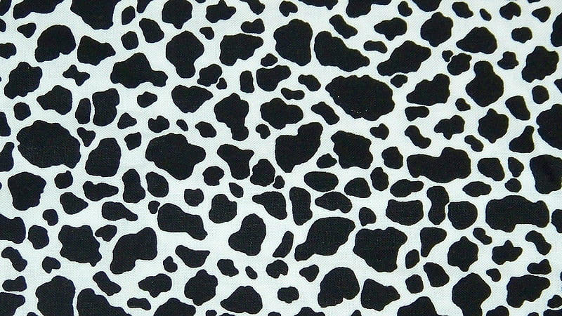 Black And White Cow Print 10 Cow Print, HD wallpaper | Peakpx
