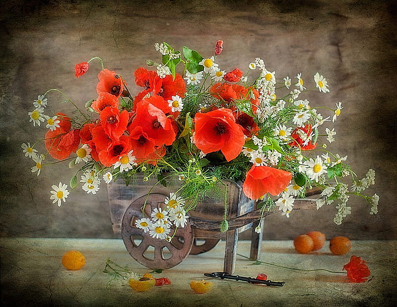 still life, red, pretty, poppies, bonito, old, fruit, plum, graphy, nice, apricot, chamomile, flowers, beauty, harmony poppy, lovely, elegantly, key, cool, bouquet, flower, HD wallpaper