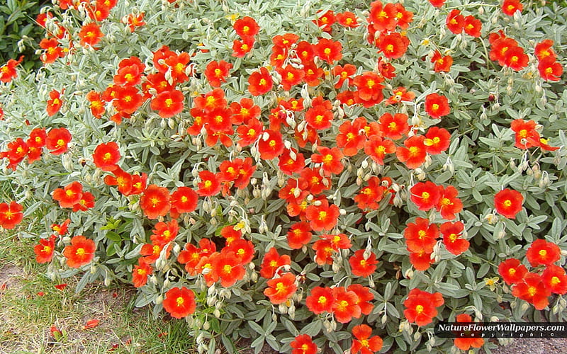 Orange Red, red, leaves, orange, flower, ground, nature, petals, many, HD wallpaper
