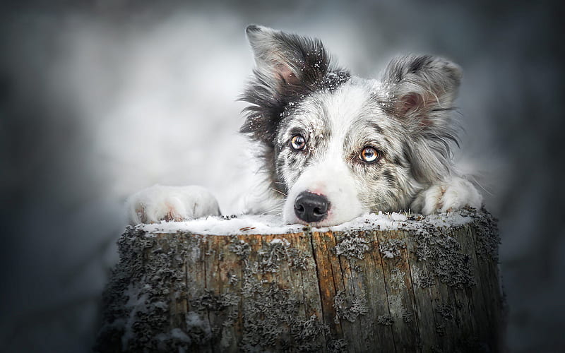 Australian Shepherd dog, look, cute white black dog, aussie, sad eyes, pets, dogs, HD wallpaper