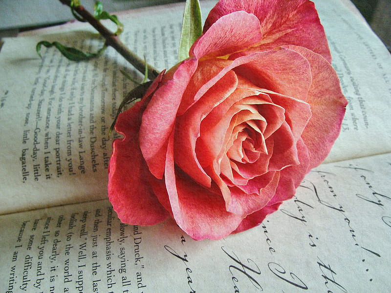 Thinking of You, book, pink rose, love letters, still life, HD wallpaper