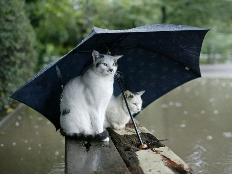 BaD WeAtHeR, umbrella, flood, nature, rain, cats, HD wallpaper