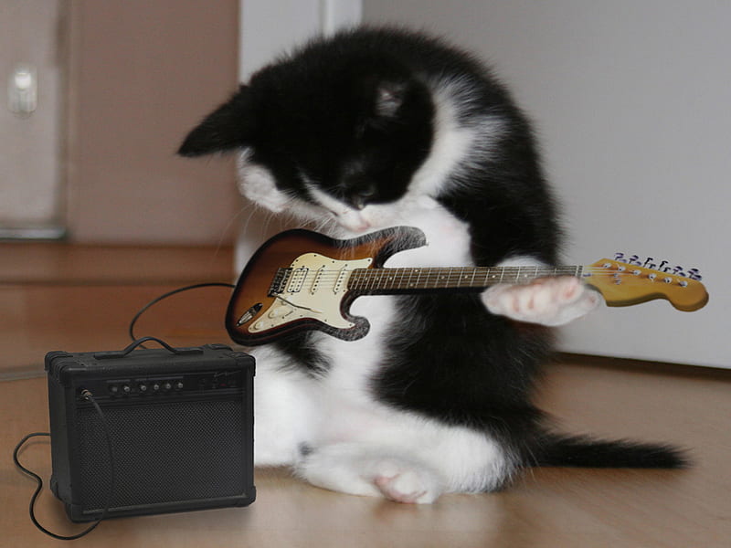Guitar Hero, felines, funny pets, humor cat, HD wallpaper