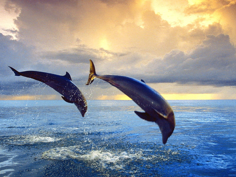 Bottlenose Dolphins Diving, dolphins, bottlenose dolphin, sisi, HD wallpaper