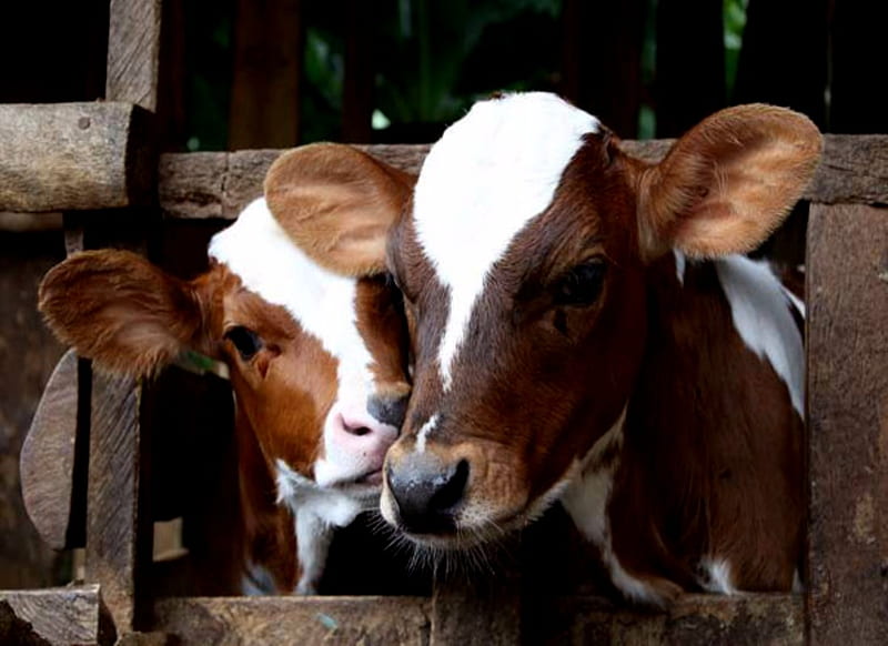 Calf, White, Brown, Cows, HD wallpaper